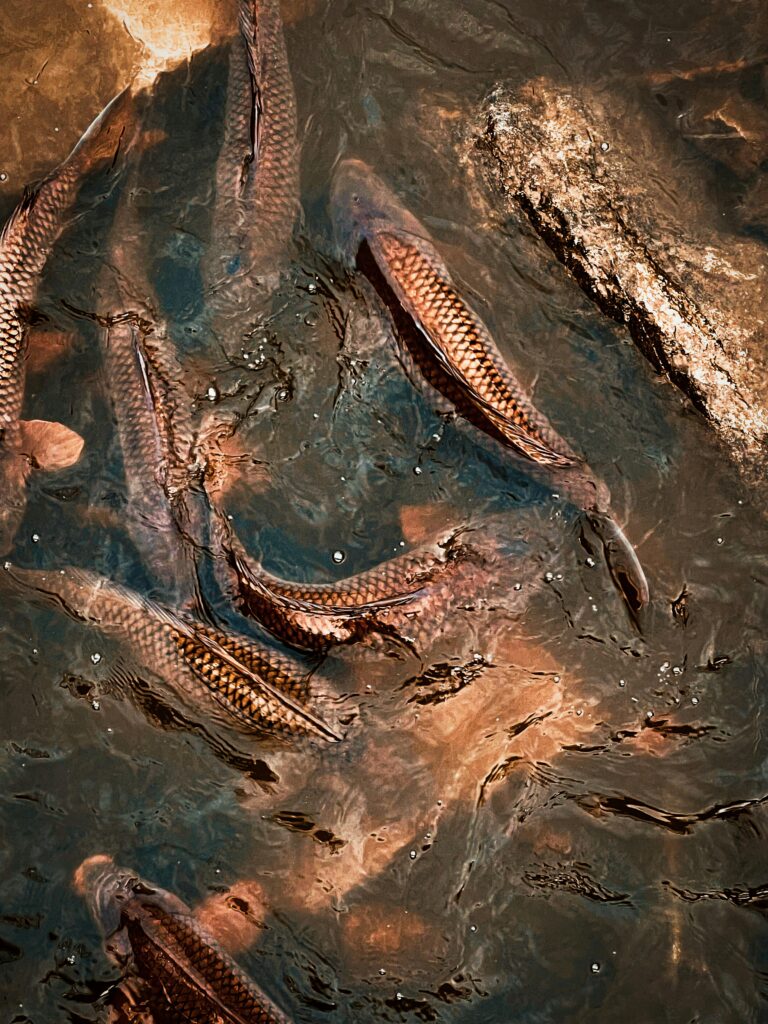 A group of koi fish swimming gracefully in the clear waters of Brewster, Washington.